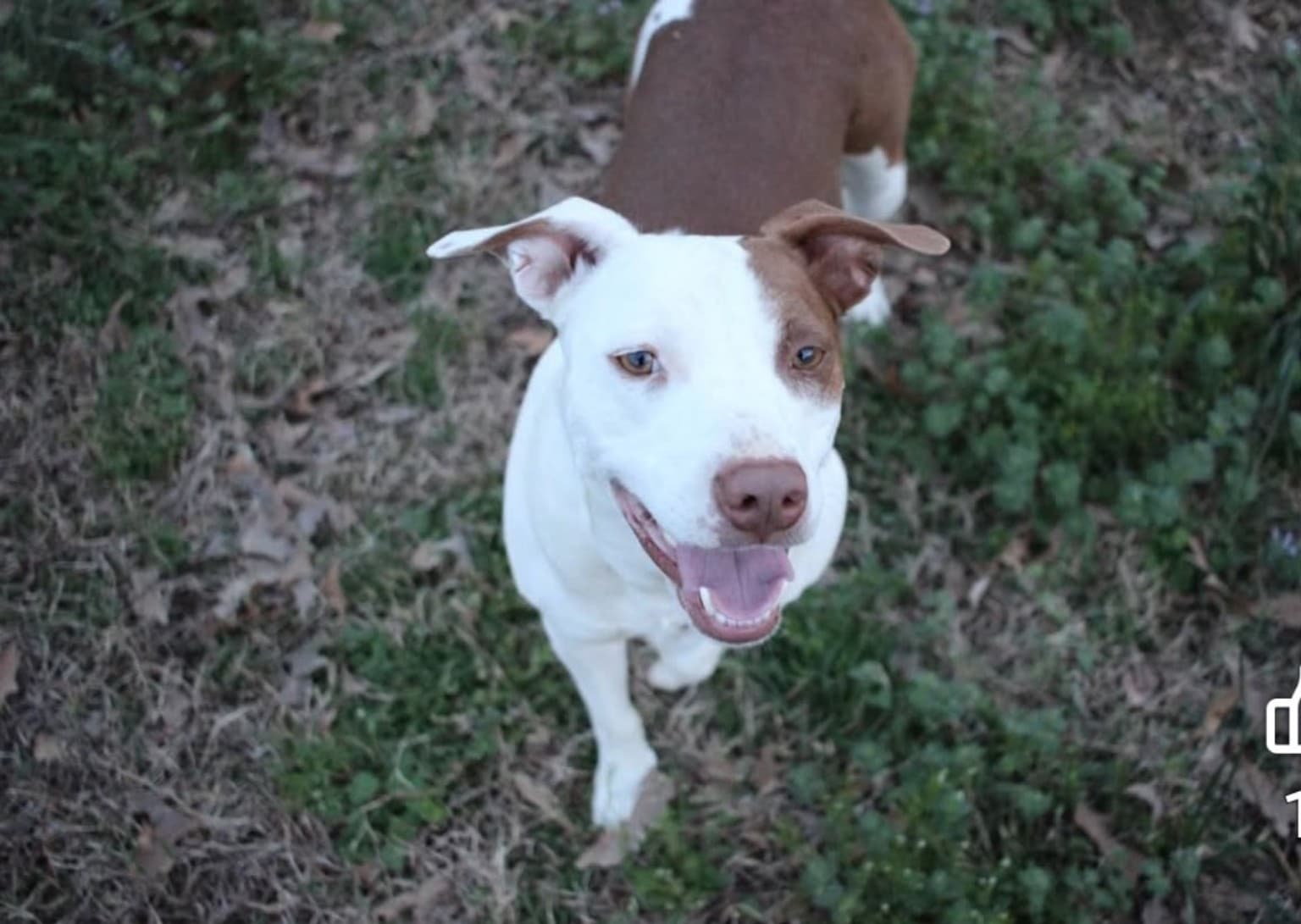 Relaxed rescue dog enjoying a calm outdoor moment