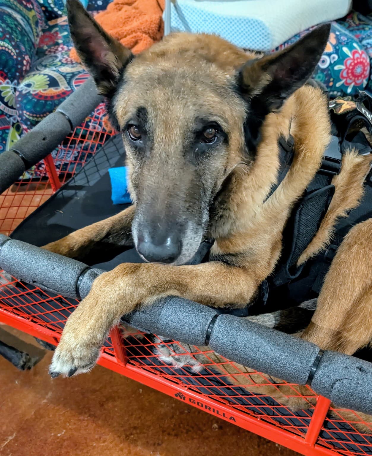 Elijah, Jeff Tawater's senior disabled Belgian Malinois, resting in his mobility cart