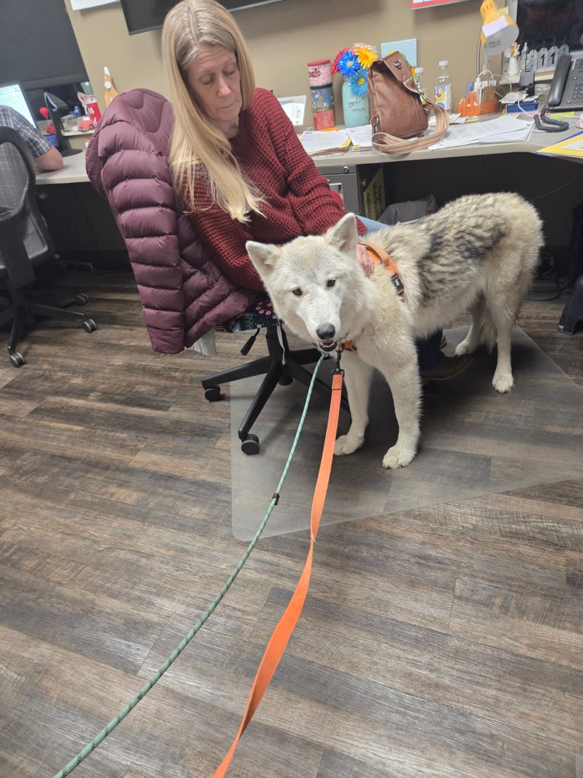 Golden retriever practicing training skills in a real-world environment